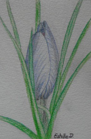 Crocus sativus - Quand la fleur arrive