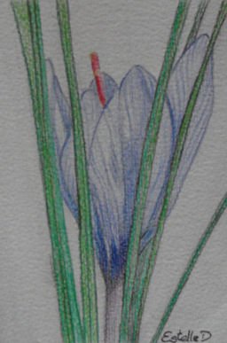 Crocus sativus - Offrande