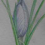 Crocus sativus - Quand la fleur arrive